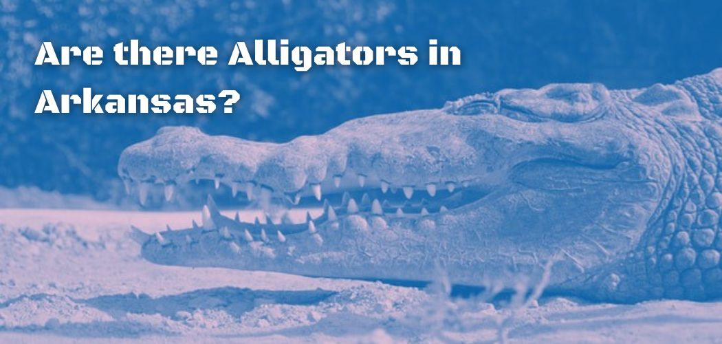 Are there Alligators in Arkansas?
