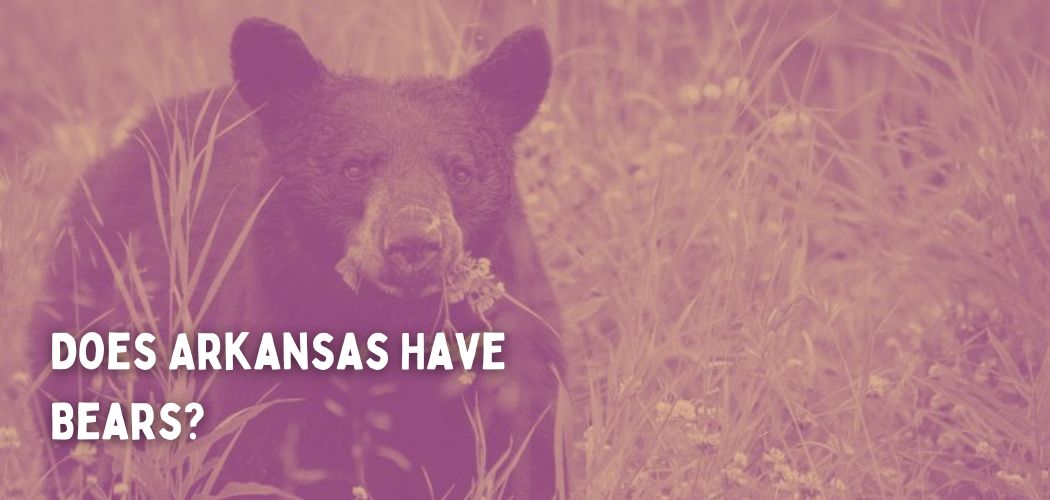 Does Arkansas Have Bears?