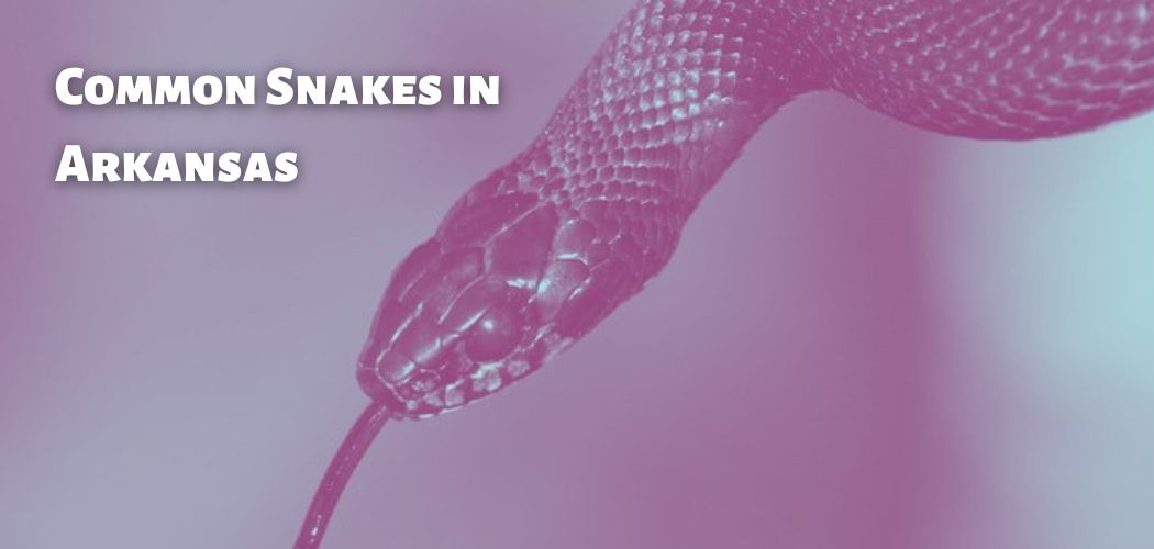 Common Snakes in Arkansas