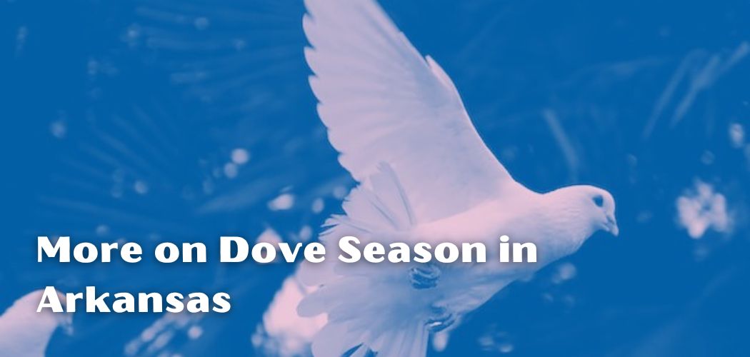 More on Dove Season in Arkansas