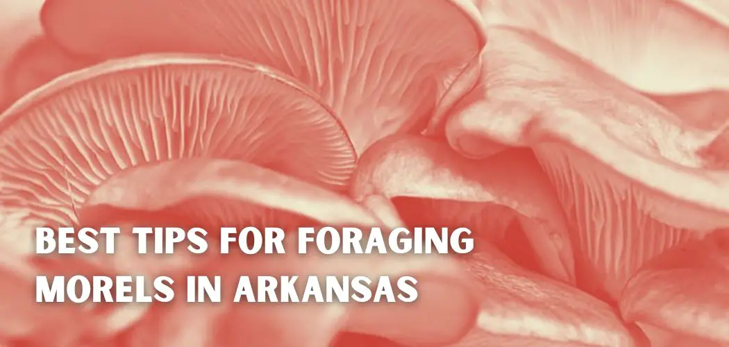 Best Tips for foraging Morels in Arkansas