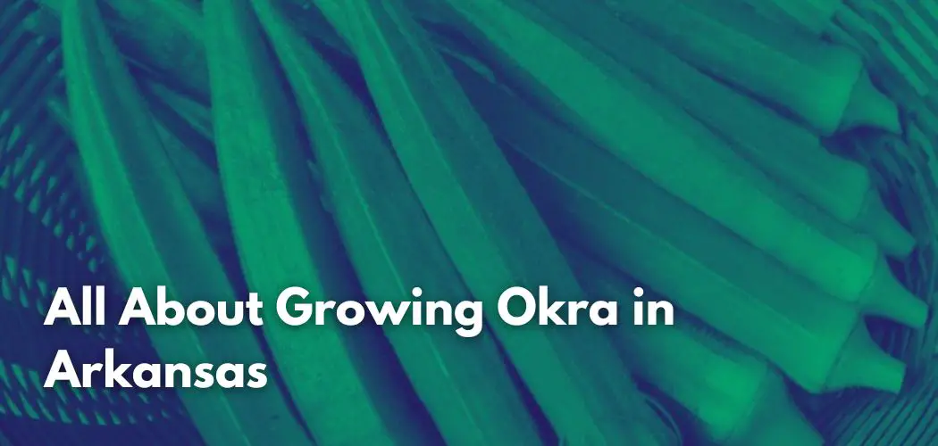 All About Growing Okra in Arkansas