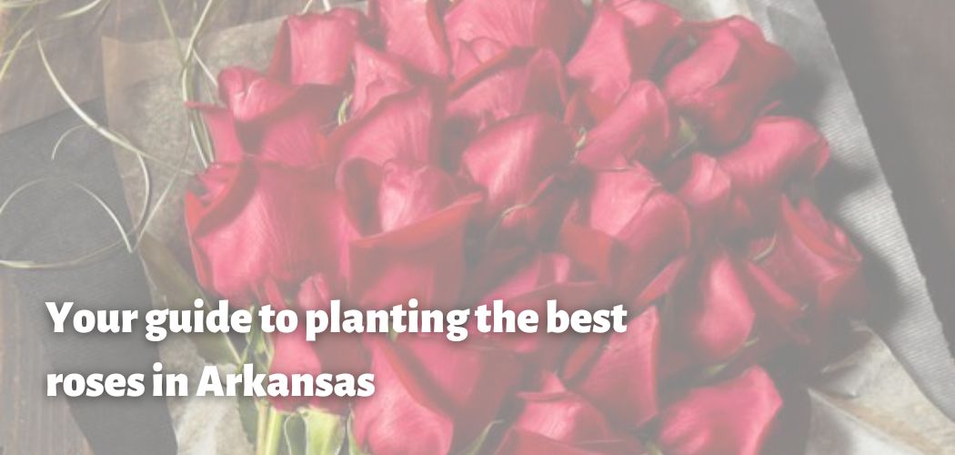Your guide to planting the best roses in Arkansas