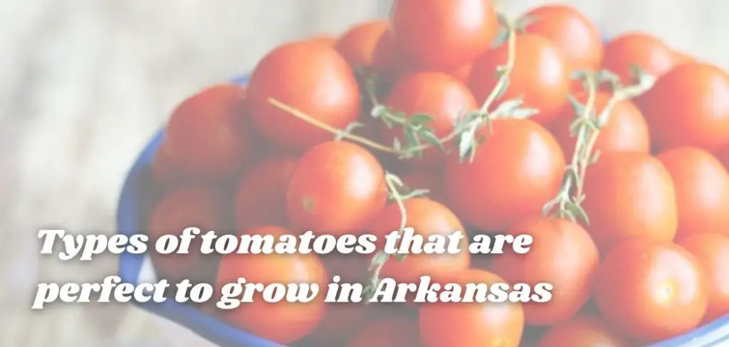 Types of tomatoes that are perfect to grow in Arkansas