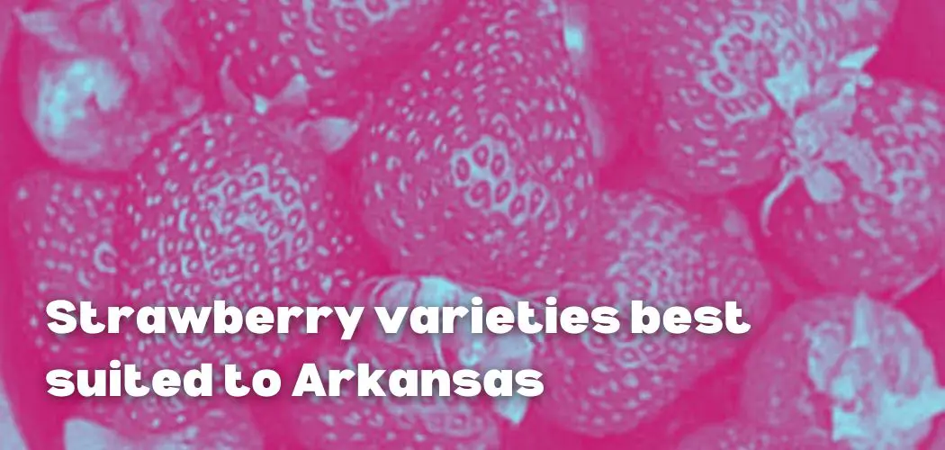 Strawberry varieties best suited to Arkansas