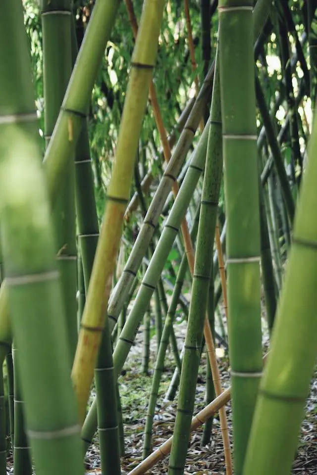 Can Bamboo Grow in Arkansas? A Guide!